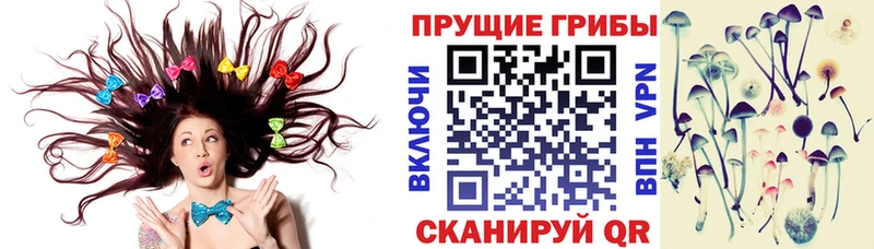 Псилоцибиновые грибы Psilocybe Кинешма